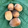 Lazdynas (skiepytas į turkinį lazdyną) - Corylus avellana LANG TIDLIG ZELLERNUSS