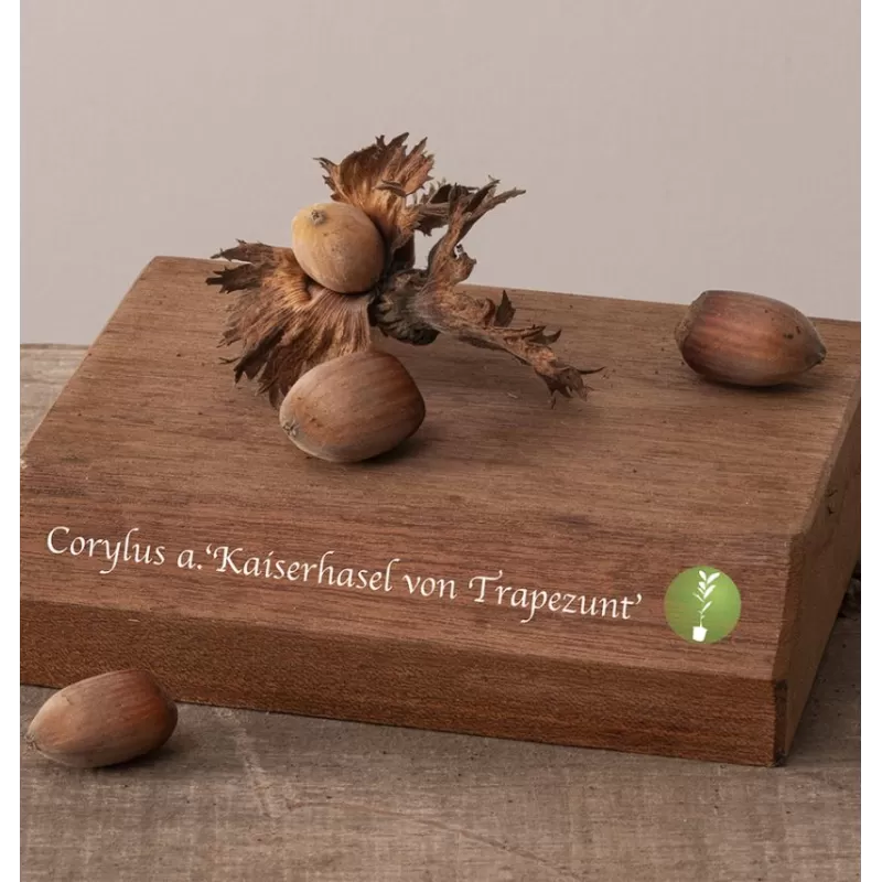 Lazdynas (skiepytas į turkinį lazdyną) - Corylus avellana KAISERHAVEL VON TRAPEZUNT