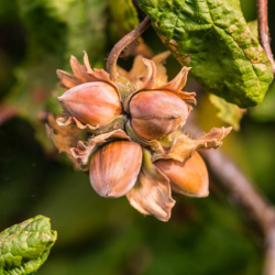 Corylus avellana EMPERTICE EUGIENE (grafted onto C. colurna)