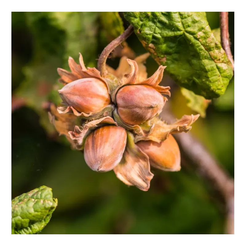 Corylus avellana EMPERTICE EUGIENE (grafted onto C. colurna)