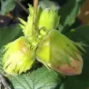 Corylus avellana GUNSLEBERT (grafted onto C. colurna)
