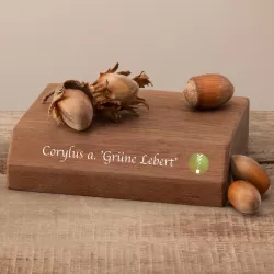 Lazdynas (skiepytas į turkinį lazdyną) - Corylus avellana GRUENE LEBERT