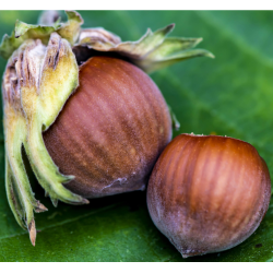 Lazdynas (skiepytas į turkinį lazdyną) - Corylus avellana GEANT HALLE