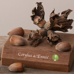 Corylus avellana ENISS (grafted onto C. colurna)