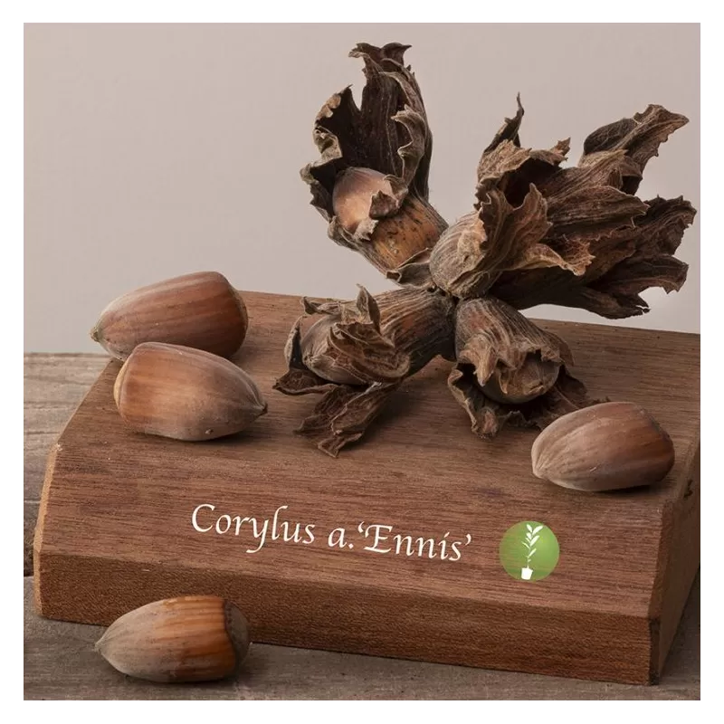 Lazdynas (skiepytas į turkinį lazdyną) - Corylus avellana ENISS