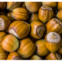 Lazdynas (skiepytas į turkinį lazdyną) - Corylus avellana ENGLISCH ZELLER