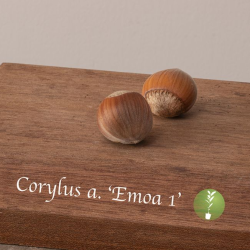 Corylus avellana EMOA 1 (grafted onto C. colurna)