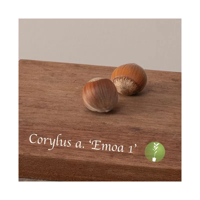 Lazdynas (skiepytas į turkinį lazdyną) - Corylus avellana EMOA 1