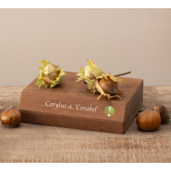 Corylus avellana CORABEL (grafted onto C. colurna)