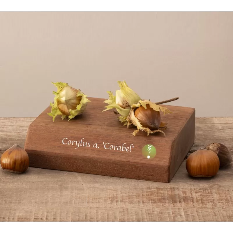 Lazdynas (skiepytas į turkinį lazdyną) - Corylus avellana CORABEL