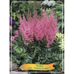 Astilbė - Astilbe chinensis Visions in Pink ® P11