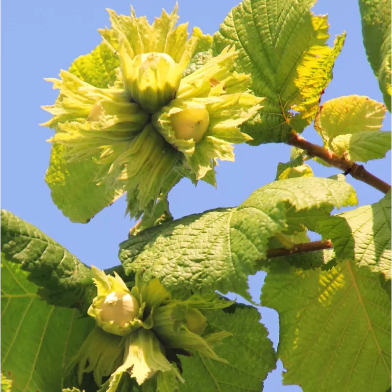 Lazdynas (skiepytas į turkinį lazdyną) - Corylus avellana BUTLER