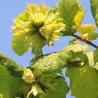 Corylus avellana BUTLER (grafted onto C. colurna)
