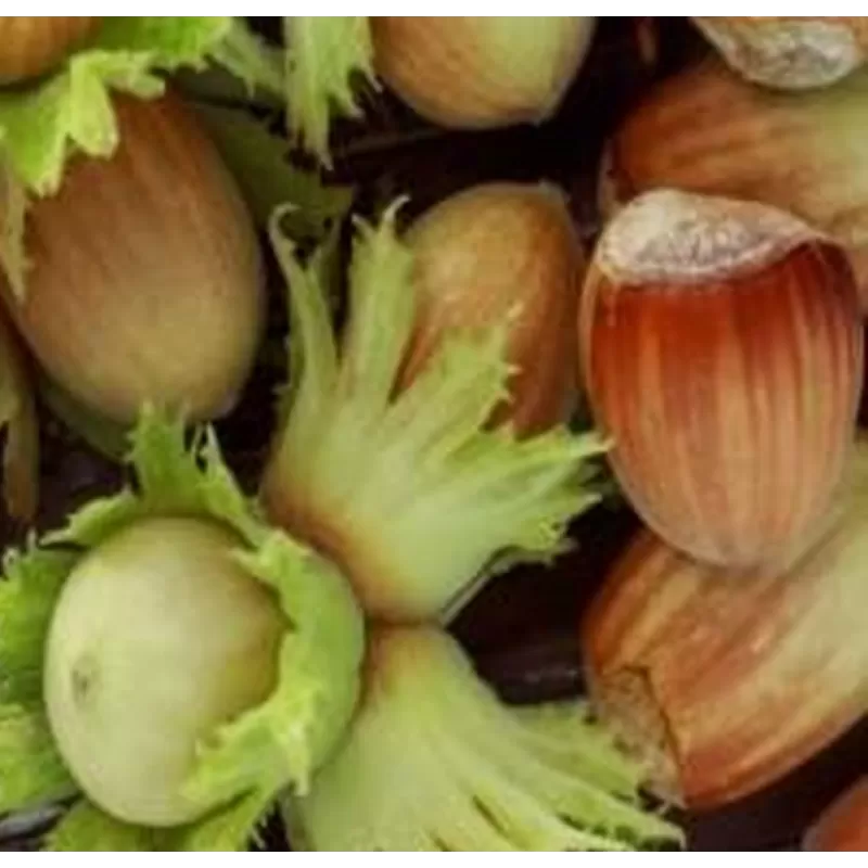 Corylus avellana BOLWILLER (grafted onto C. colurna)