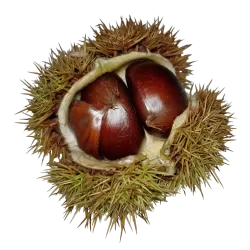 Kaštainis - Castanea sativa x crenata MARIGOULE