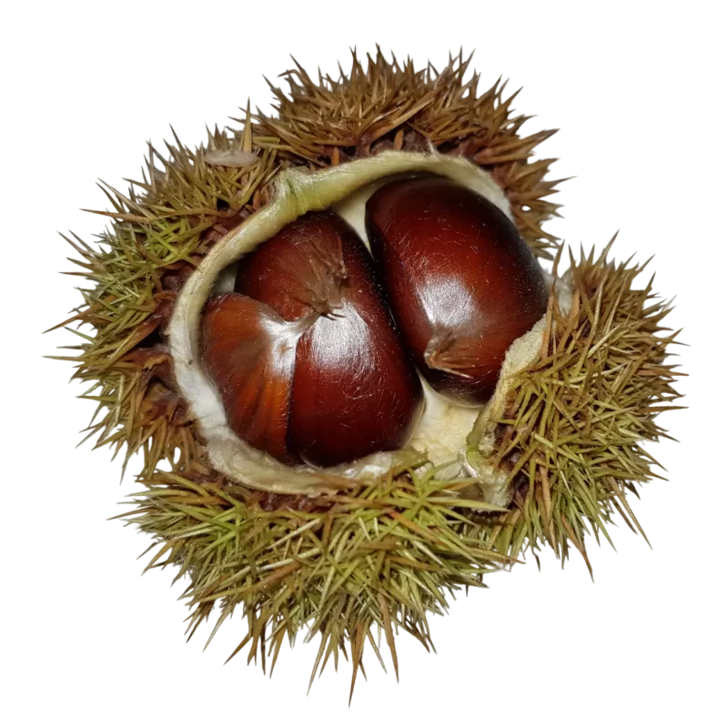 Castanea sativa x crenata MARIGOULE