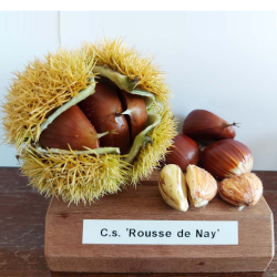Kaštainis - Castanea sativa x crenata ROUSSE DE NAY