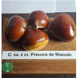 Castanea sativa x crenata PRECOCE DE MIGOULE