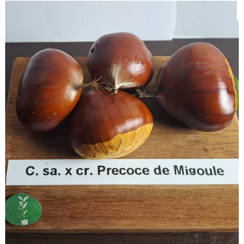 Kaštainis - Castanea sativa x crenata PRECOCE DE MIGOULE