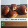 Kaštainis - Castanea sativa x crenata PRECOCE DE MIGOULE