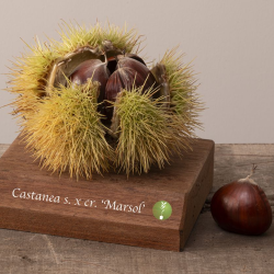 Kaštainis - Castanea sativa x crenata MARSOL