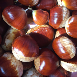 Kaštainis - Castanea sativa x crenata MARLHAC