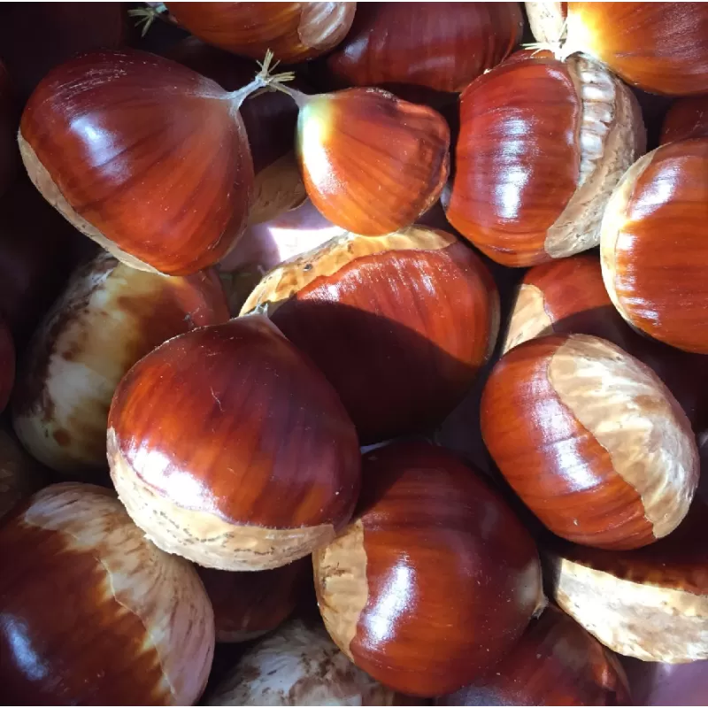 Kaštainis - Castanea sativa x crenata MARLHAC