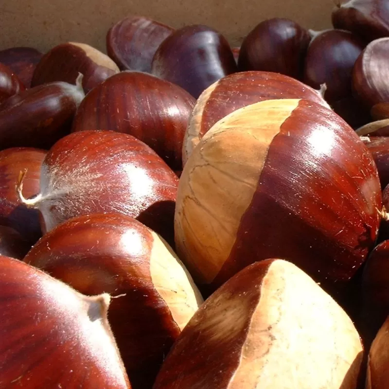 Castanea sativa x crenata BOURNETTE