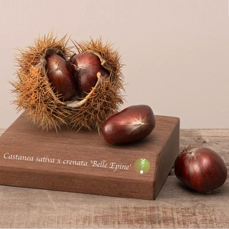 Castanea sativa x crenata BELLE EPINE