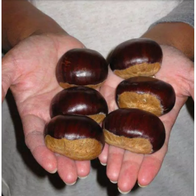 Kaštainis - Castanea sativa BERGANTZ