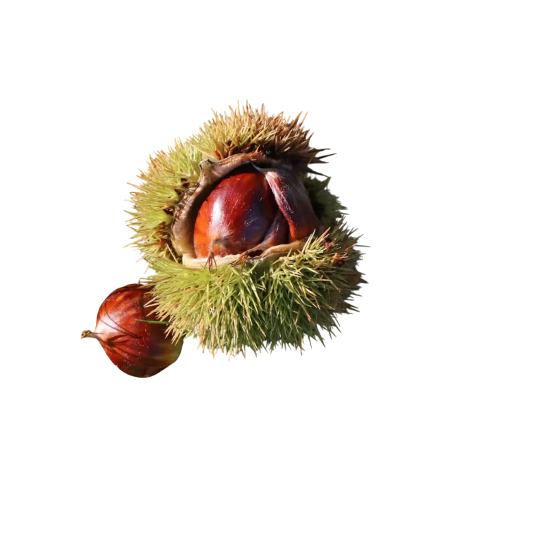Kaštainis - Castanea sativa ANNYS SUMMER RED