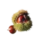Castanea sativa ANNYS SUMMER RED