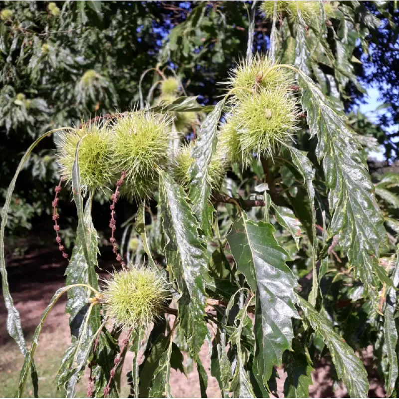 Kaštainis - Castanea sativa ASPLENIFOLIA