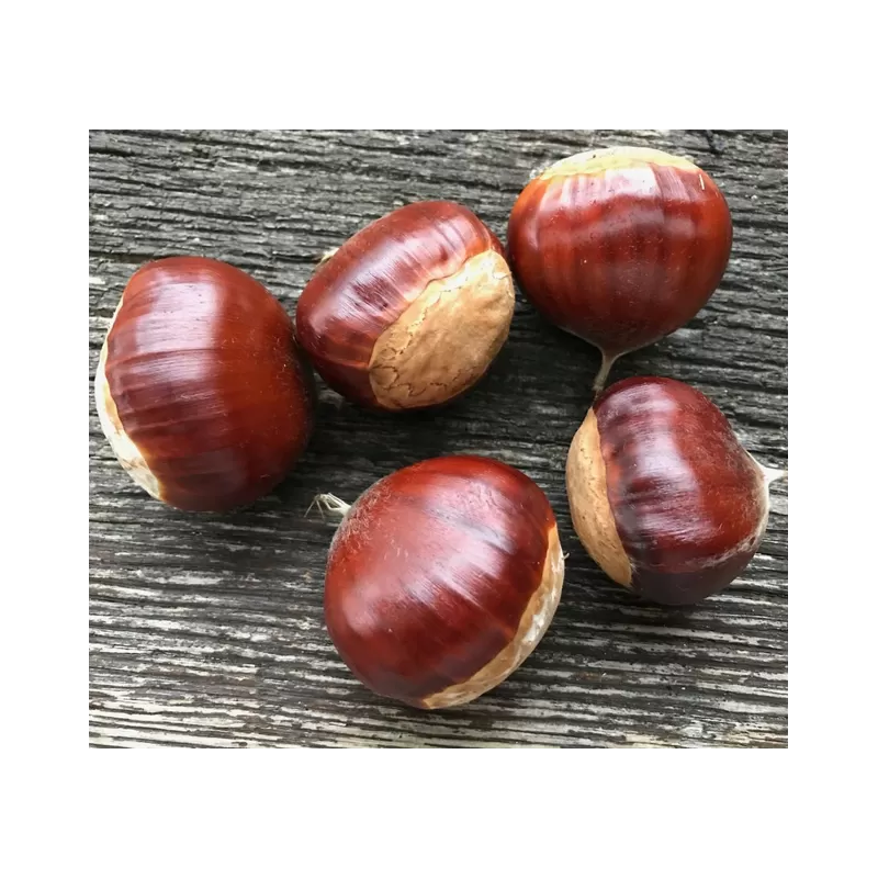 Castanea sativa DOREE DE LYON