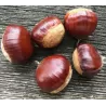 Castanea sativa DOREE DE LYON