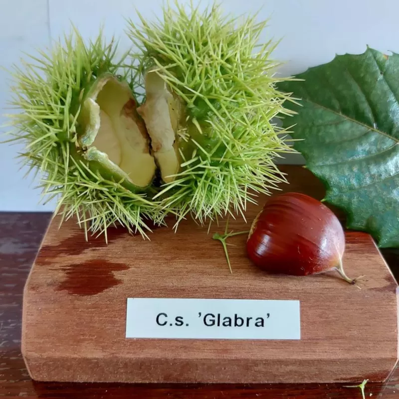 Kaštainis - Castanea sativa GLABRA