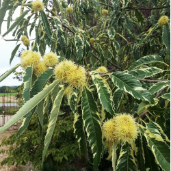 Kaštainis - Castanea sativa VARIEGATA