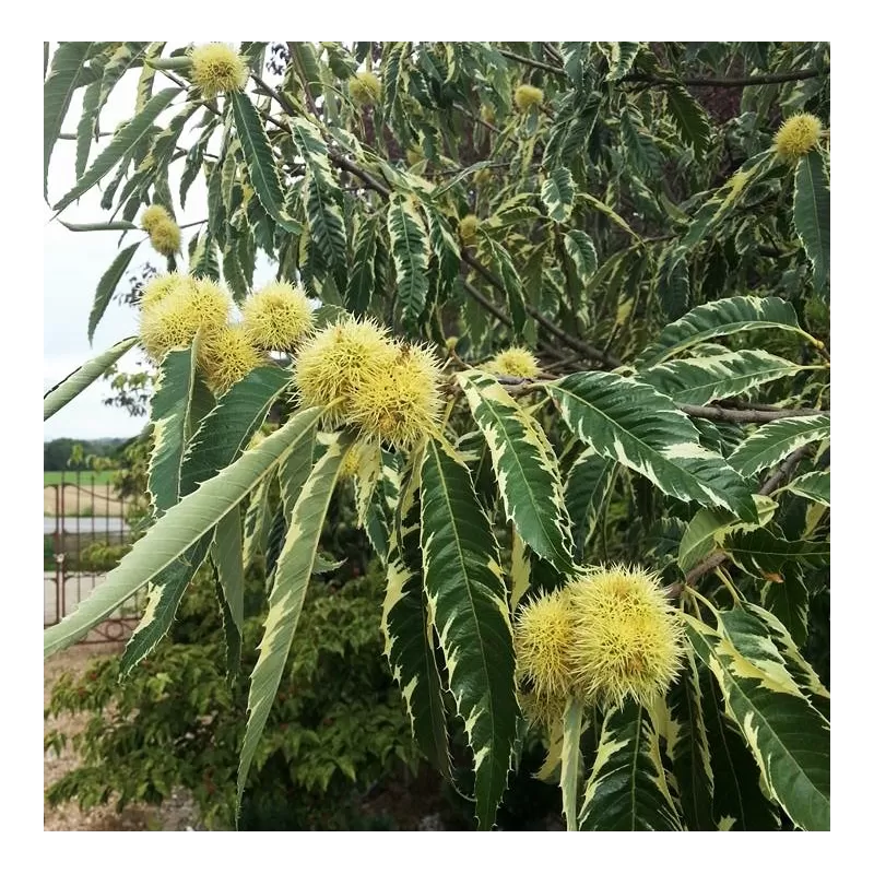 Castanea sativa VARIEGATA