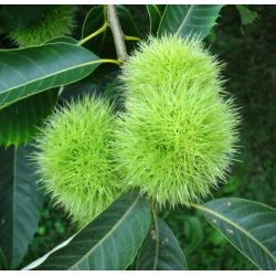 Kininis kaštainis - Castanea mollissima QING