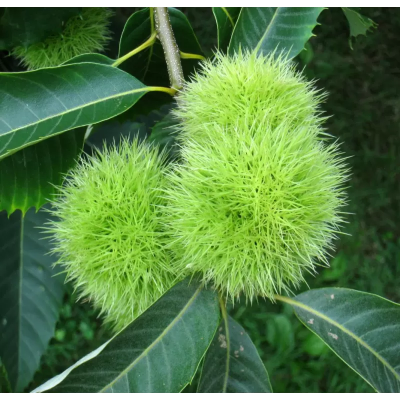 Kininis kaštainis - Castanea mollissima QING