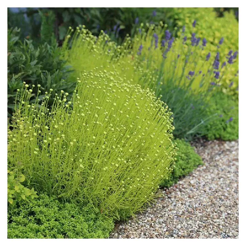 Kiparisinė santolina - Santolina chamaecyparissus 15Ø 17cm