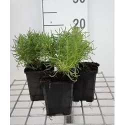 Santolina rosmarinifolia