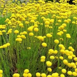 Santolina rosmarinifolia