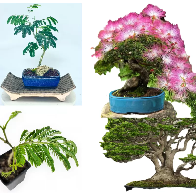 Lenkoraninė albicija - Albizia julibrissin