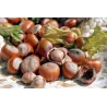 Lazdynas (skiepytas į turkinį lazdyną) - Corylus avellana KATALONSKI
