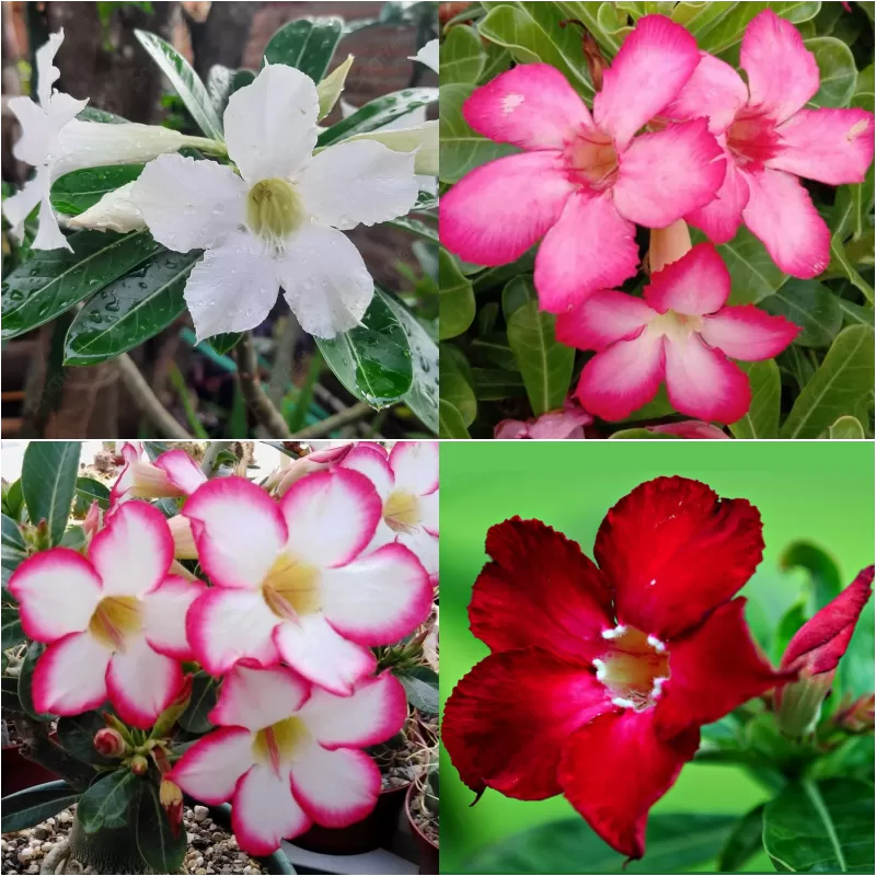 Tinūtrų (dykumos rožių) kolekcija trys skirtingi - Adenium obesum