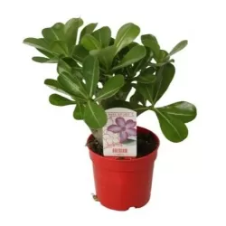 Tinūtras (dykumos rožė) - Adenium obesum RED