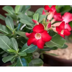 Tinūtras (dykumos rožė) - Adenium obesum RED