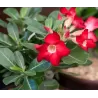 Tinūtras (dykumos rožė) - Adenium obesum RED