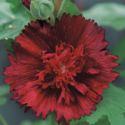 Alcea rosea CRIMSON RED